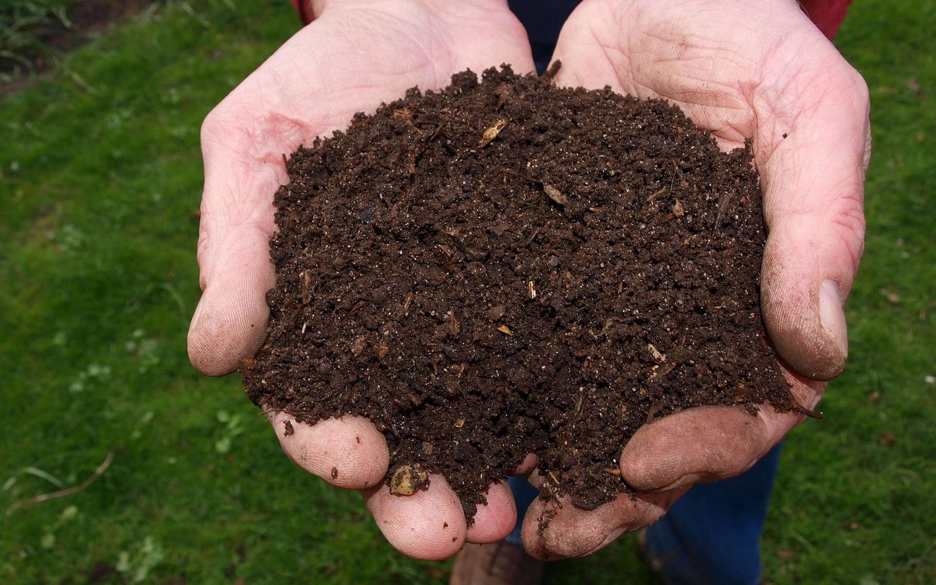 compost-dechets-organiques main tenant du compost